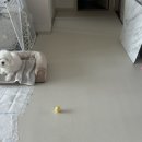 로하우스 | 강아지 미끄럼방지 매트 로하우스 롤매트 셀프시공 장단점 후기