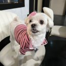 워너비독 이미지