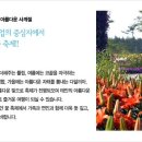레이지캣(lazycat) 이미지