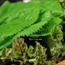 송화식당 이미지