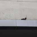 CK치과병원 이미지