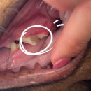 메이플 동물의료센터 이미지