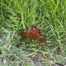 CU 신안행복점 | 전남 신안 증도 엘도라도 리조트 애견동반 가능 숙소 펫룸 / 증도 가볼만한곳 증도 맛집