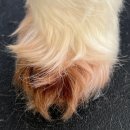 아롱이네 | 맞춤형 애견미용실 (아롱이 편♥)