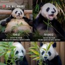 판다톡톡