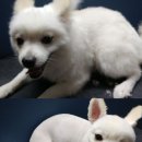 멍이랑몽이 미용 이미지