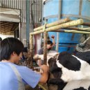 자영목장 이미지