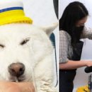 댕댕이목욕탕