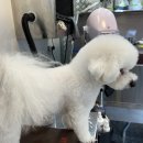 출장펫쌀롱 빙구네 이미지