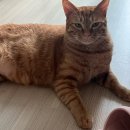 피스켄넬 | 7월의 고양이/봉열이 막내 탈출기!