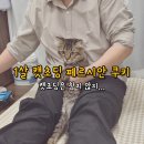 제주냐옹실 고양이미용 이미지