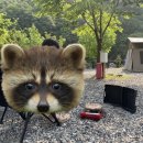 골안천 | 캠린이 캠핑 무주 깊은골 캠핑장 구천동 무주 설천 무주 캠핑장