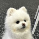 24시애견미용 이미지