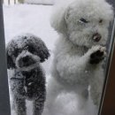 국제동물병원 이미지