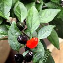 순천-68호 이미지