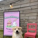 댕마카세 이미지