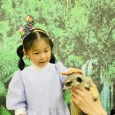 5월1주)듀라-미어캣 이미지