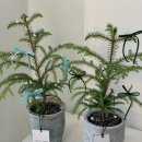 김포한강4로-L | 크리스마스상품 플라워클래스 원데이클래스 l 김포 구래동 꽃집 미드데이문