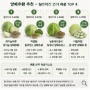 양배추환 효능 추천 유기농 효과 부작용 먹는법