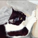 스키타는고양이 이미지