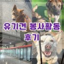 연봉사 | 제이아이펫(베러본, 퍼플앤코) 1월 유기견 봉사 활동 : 동물보호연대, 아크보호소