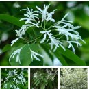 이팝나무(Chinese fringe tree) 이미지