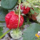 들길농장 이미지