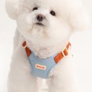 리드팩 | 강아지 하네스 추천, 당김 심한 우리 아이를 위한 바잇미 앞섬방지 하네스 & 핸드프리 리드줄 후기