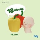 오월드 동물병원 | 임신 17주차 속 쓰림, 18주 첫 태동 그리고 감정 기복