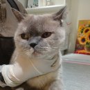 예뻐질고양 이미지