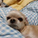 헬로멍 이미지