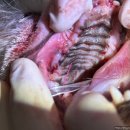 선부중앙동물의료센터 이미지