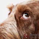 이상동물병원 이미지