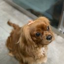 예쁘다 개 이미지