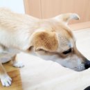 펫노우