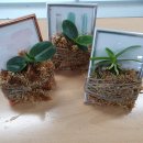 생활원예 강좌 이미지