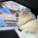 자연스럽개 냥 이미지