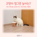 해랑세라믹 | 고양이 밥그릇 높이는? feat. 두잇 더테이블 도도해 식기 인히어런트