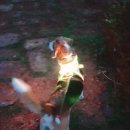 라이트 하운드 이미지