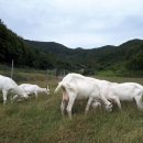 농업회사법인 유한회사 거석