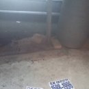 수원-1911 이미지