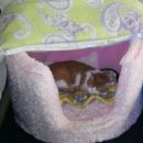 멍멍타요 이미지