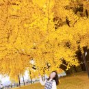 반계초등학교 병설유치원 | 원주 문막 반계리 800년된 은행나무 주차정보꿀팁