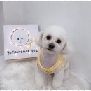 벨몽드펫 | 용전동애견미용 대전 용전동 강아지 미용 솔직 후기!