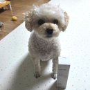 태일유통 | 강아지 샴푸 추천 페토세라 워터리스 수딩워시