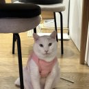 포포즈 반려동물장례식장 김포점 | 반려동물 장례식과 퓨어스톤, 포포즈 김포점 후기