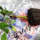 퇴촌블루베리농장 | 퇴촌 블루베리 농장 ✿ 블루베리 모종