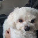 개꿈호텔 이미지