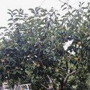 단감상회 이미지