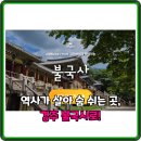 쉽고 재미있게 역사 보드게임 | 지루한 역사 수업은 NO! 경주 불국사 초등 역사체험 고미선생 도슨트 투어 완벽 분석